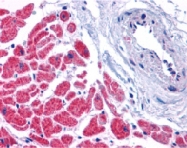 PAB13086 - Caspase-12