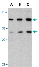 PAB13107 - HTRA2 / PRSS25