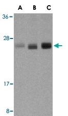 PAB13108 - TNFSF15