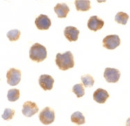 PAB13119 - Bcl-2