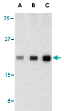 PAB13134 - Caspase-1