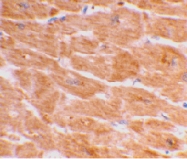 PAB13134 - Caspase-1