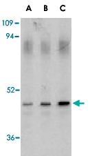 PAB13135 - Caspase-1