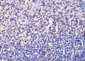 PAB13135 - Caspase-1