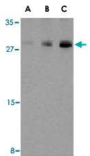 PAB13136 - Caspase-7