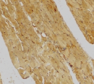 PAB13136 - Caspase-7