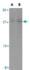 PAB13137 - Caspase-7