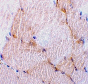 PAB13137 - Caspase-7
