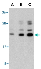 PAB13139 - Caspase-6