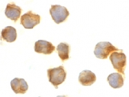 PAB13140 - Caspase-8 / FLICE