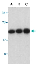 PAB13140 - Caspase-8 / FLICE