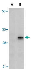 PAB13141 - Caspase-8 / FLICE