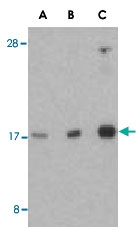PAB13143 - RHEB