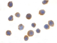 PAB13145 - TSC1 / Hamartin