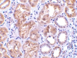 PAB13152 - C1QTNF1