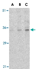 PAB13153 - C1QTNF4