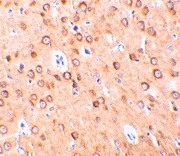 PAB13153 - C1QTNF4