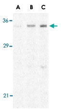 PAB13154 - C1QTNF4