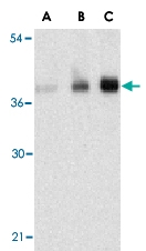 PAB13155 - C1QTNF5