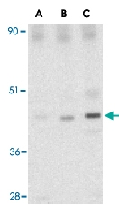 PAB13158 - C1QTNF6