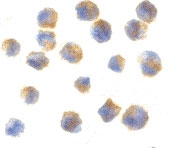 PAB13159 - Cerebellin-1