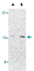 PAB13159 - Cerebellin-1