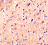 PAB13160 - Cerebellin-1