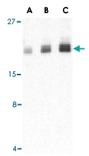 PAB13164 - PTRH2 / BIT1