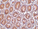 PAB13164 - PTRH2 / BIT1