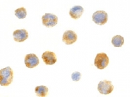 PAB13167 - Beclin-1