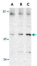 PAB13167 - Beclin-1