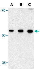 PAB13168 - Beclin-1