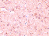 PAB13168 - Beclin-1