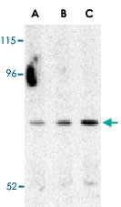 PAB13169 - APG7L / ATG7