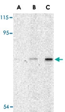 PAB13170 - APG7L / ATG7