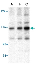 PAB13173 - TRAF2 / TRAP3