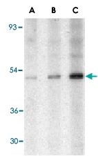 PAB13174 - TRAF2 / TRAP3