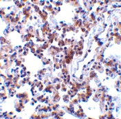 PAB13175 - BCAP31 / BAP31