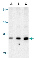 PAB13176 - BCAP29 / BAP29