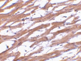 PAB13176 - BCAP29 / BAP29