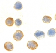 PAB13193 - Actin beta / ACTB