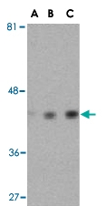 PAB13193 - Actin beta / ACTB