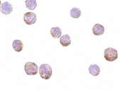 PAB13194 - Actin beta / ACTB