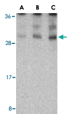 PAB13196 - TNFSF15