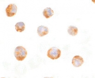 PAB13197 - Interleukin-23 alpha / IL23A