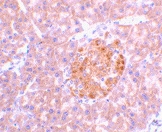 PAB13198 - Interleukin-23 alpha / IL23A