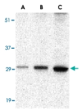 PAB13211 - Bcl-2-like 5