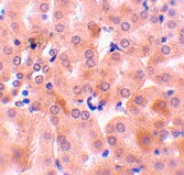 PAB13211 - Bcl-2-like 5