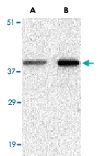 PAB13212 - Bcl-2-like 5