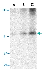 PAB13213 - TANK / ITRAF